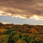 forest-5782399_1280